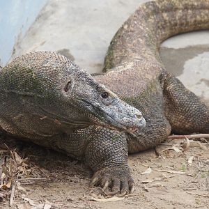 Komodo Dragon (Varanus komodoensis)