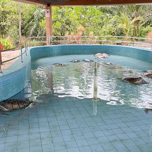 Green Turtle Rescue Pool