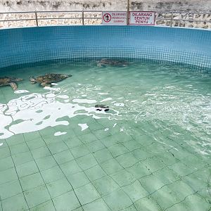 Hawksbill Turtle Rescue Pool