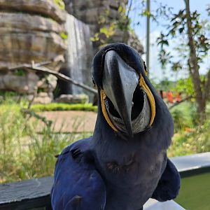 Hyacinth Macaw