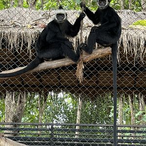 Laotian Langurs - Lanna Mini Zoo