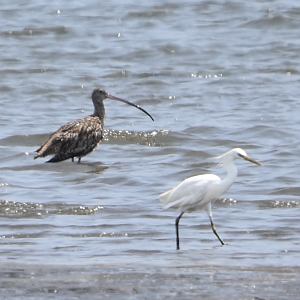 Chinese Egret & Far Eastern Curlew  ~ Kasai Rinkai Bird Sanctuary