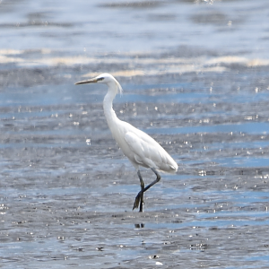MEGA RARITY!!! Chinese Egret ~ Kasai Rinkai Bird Sanctuary