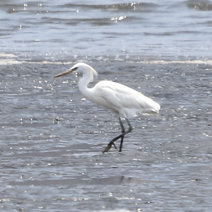 MEGA RARITY!!! Chinese Egret ~ Kasai Rinkai Bird Sanctuary