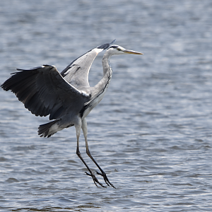 Grey Heron ~ Kasai Rinkai Bird Sanctuary