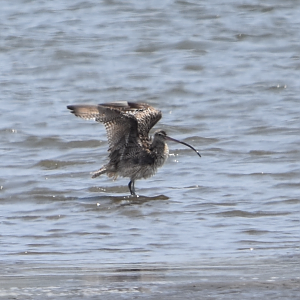 Far Eastern Curlew  ~ Kasai Rinkai Bird Sanctuary