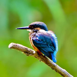 Common Kingfisher ~ Kasai Rinkai Bird Sanctuary
