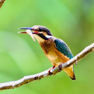 Common Kingfisher ~ Kasai Rinkai Bird Sanctuary