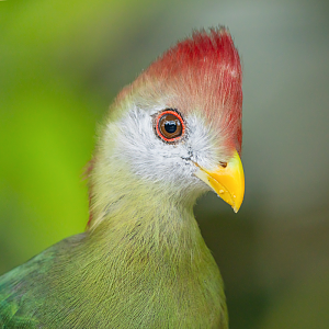 Red-Crested Turaco (Tauraco Erythrolophus)