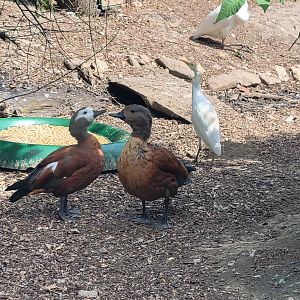 South African Shelduck (Tadorna cana)