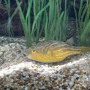Nile Puffer (Tetraodon lineatus)