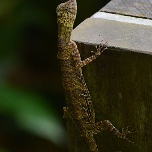 Sumatran gliding lizard (Draco cf. sumatranus)