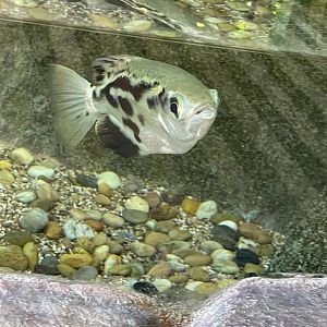 Banded Archerfish (Toxotes jaculatrix)