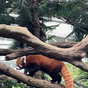 Red Panda (Ailurus fulgens)