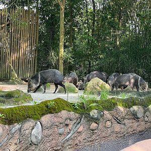 Collared Peccary (Dicotyles tajacu)
