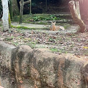 Patagonian Mara (Dolichotis patagonum)