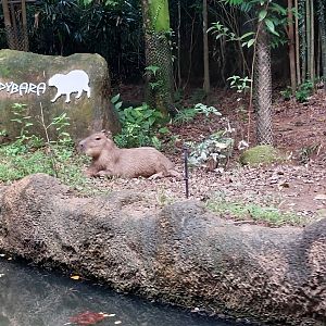 Capybara (Hydrochoerus hydrochaeris)