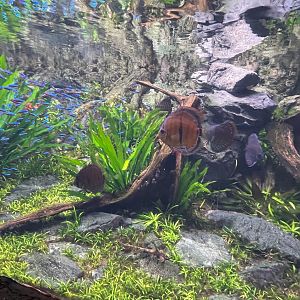 Discus & Tetras
