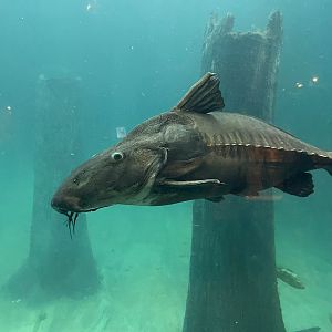 Ripsaw Catfish (Oxydoras niger)