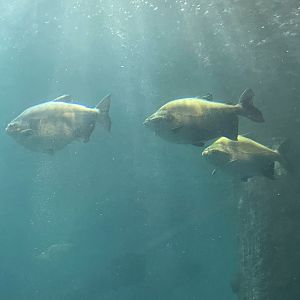Pacu (Colossoma macropomum)