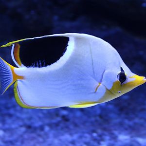 Saddled butterflyfish - Chaetodon ephippium