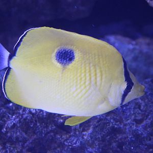 Indian teardrop butterflyfish - Chaetodon interruptus