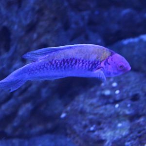 Cirrhilabrus aurantidorsalis