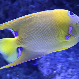 Holacanthus ciliaris