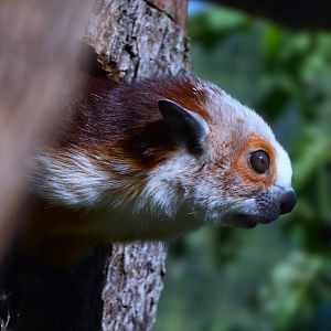 Red and white giant flying squirrel