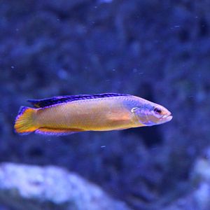 Neon Dottyback