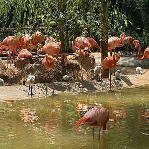 American Flamingos (7/5/24)