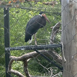 Storm's Stork (7/5/24)