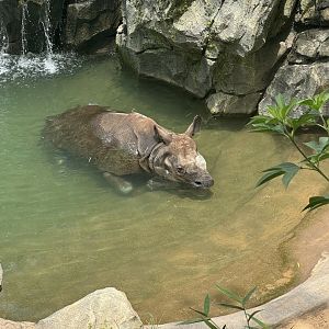 Indian Rhinoceros (7/5/24)