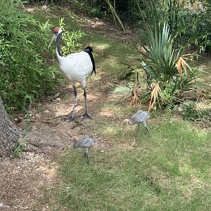 Red Crowned Cranes (7/5/24)