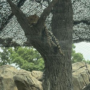 "African" Leopard (7/5/24)