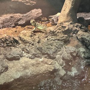 Juvenile Green Basilisk (7/5/24)