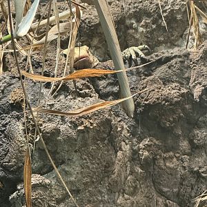 Quince Monitor (7/5/24)