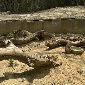 Black-Tailed Prairie Dog and Burrowing Owl (7/5/24)