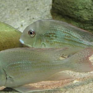 Red-striped earth eaters - Geophagus surinamensis
