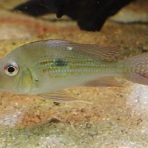 Red-striped earth eater - Geophagus surinamensis
