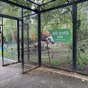 Red River Hog Exhibit Entry