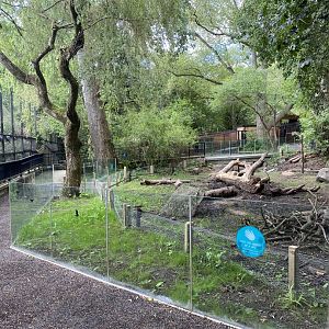 Red River Hog Exhibit New