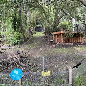 Red River Hog Exhibit New