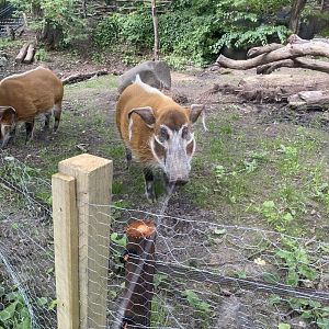Red River Hogs in New Exhibit