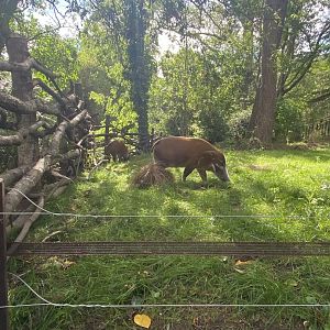 Red River Hogs in New Exhibit