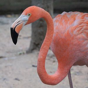 American flamingo (Phoenicopterus ruber)