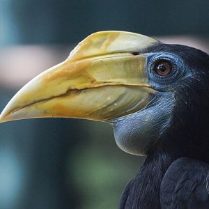 Wrinkled Hornbill (Rhabdotorrhinus corrugatus)