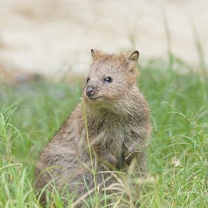 Quokka (Setonix brachyurus)