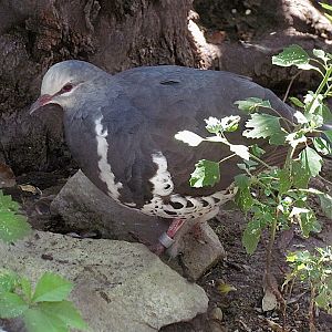Wonga Pigeon