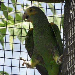 Yellow-shouldered Amazon